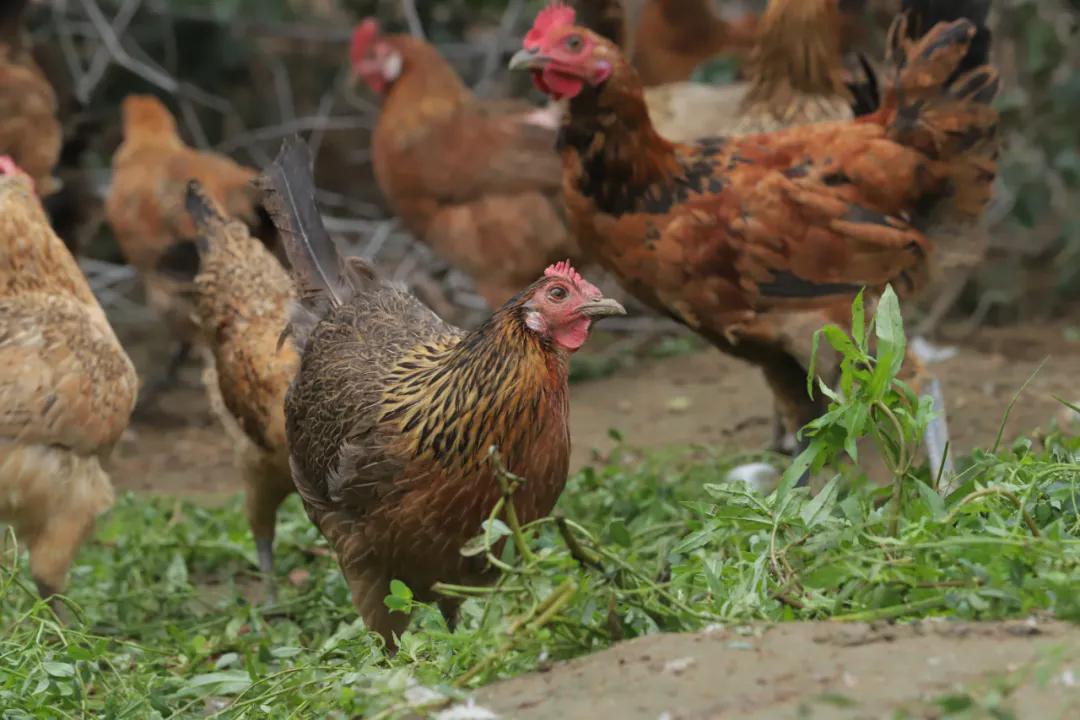 SS:网站文件:20251030112533200380.png;原始文件:640.webp (2).png SS:网站文件:20251030112533200380.png;原始文件:640.webp (2).png